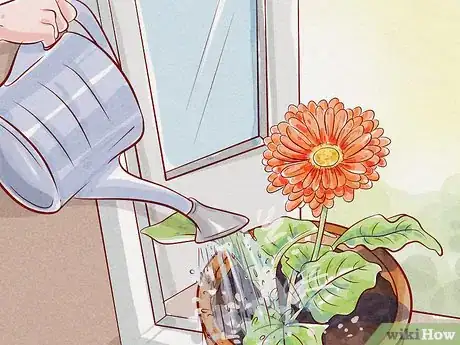 Imagen titulada Care for a Gerbera Daisy Step 4