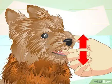 Imagen titulada Keep Your Yorkie's Teeth Clean Step 3