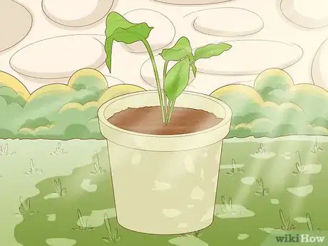 Imagen titulada Grow Turmeric Step 15