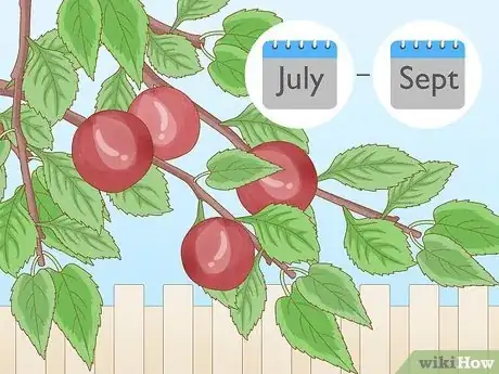 Imagen titulada Harvest Plums Step 1