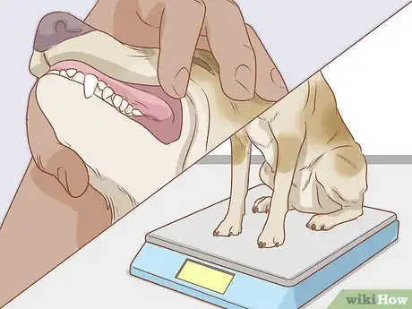 Imagen titulada Care for Dogs Step 13