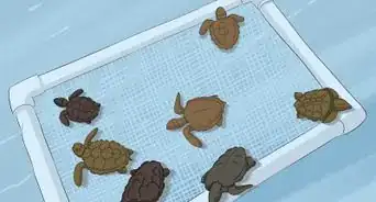 criar tortugas