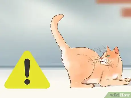 Imagen titulada Stop Your Cat from Attacking Your Dog Step 10