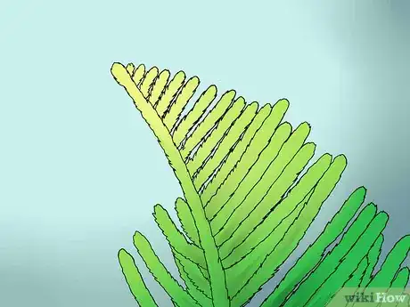 Imagen titulada Care for a Norfolk Pine Step 13