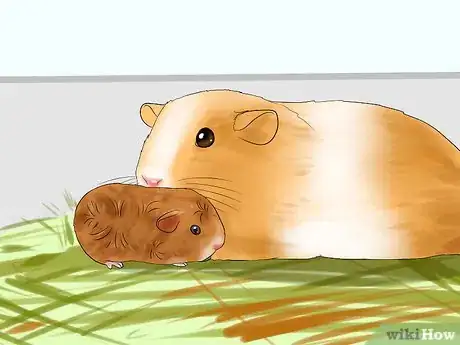 Imagen titulada Breed Standard Guinea Pigs Step 16