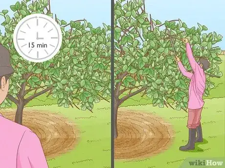 Imagen titulada Prune Citrus Trees Step 13