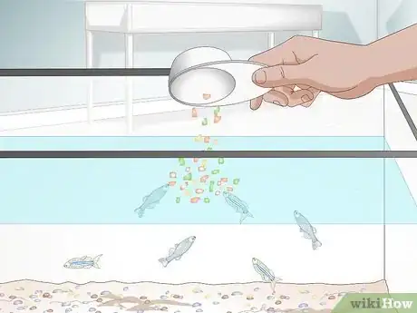 Imagen titulada Care for a Zebra Danio Step 9