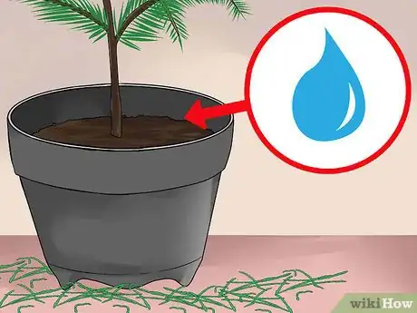 Imagen titulada Care for a Norfolk Pine Step 15