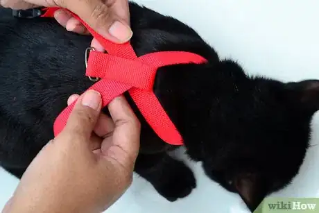 Imagen titulada Put on a Cat Harness Step 5