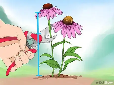 Imagen titulada Prune Coneflowers Step 8