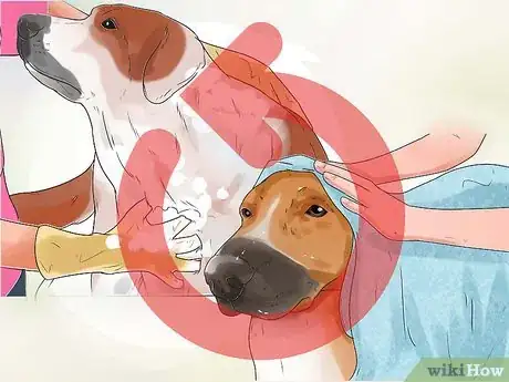 Imagen titulada Treat Hot Spots in Dogs Step 11
