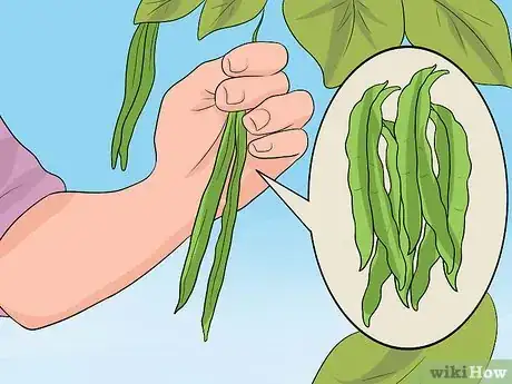 Imagen titulada Grow a Bean Plant Step 14