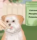 alimentar a un shih tzu