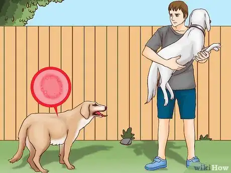 Imagen titulada Prevent Ringworm in Dogs Step 1