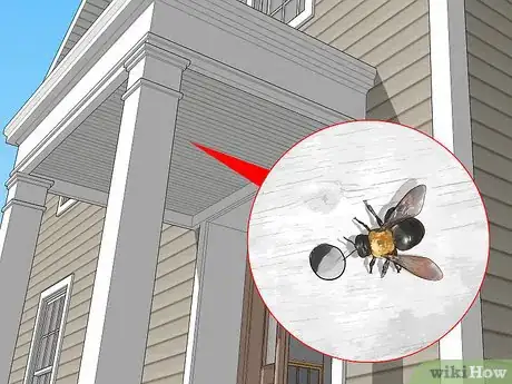 Imagen titulada Identify Carpenter Bees Step 9