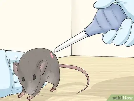 Imagen titulada Care for an Injured Pet Mouse Step 2