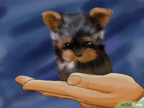Imagen titulada Take Care of Teacup Puppies Step 9