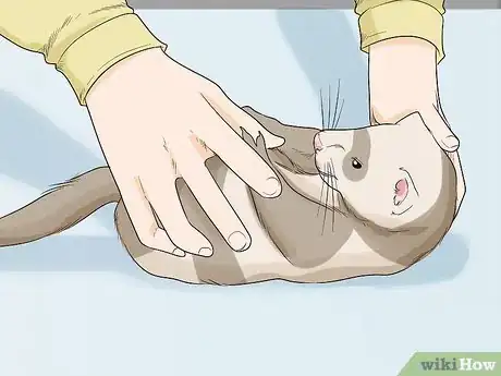 Imagen titulada Understand Ferret Body Language Step 2