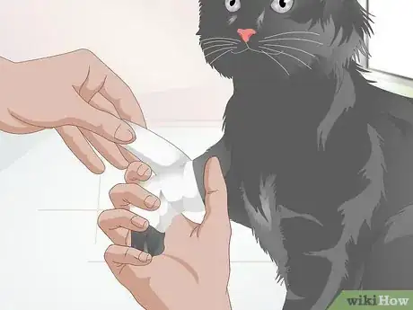 Imagen titulada Treat Fractures in Cats Step 3