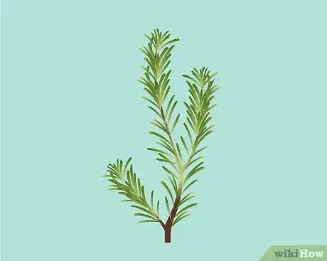 Imagen titulada Identify Rosemary Step 2