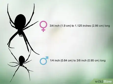 Imagen titulada Identify a Garden Spider Step 5