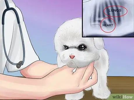 Imagen titulada Take Care of Teacup Puppies Step 8