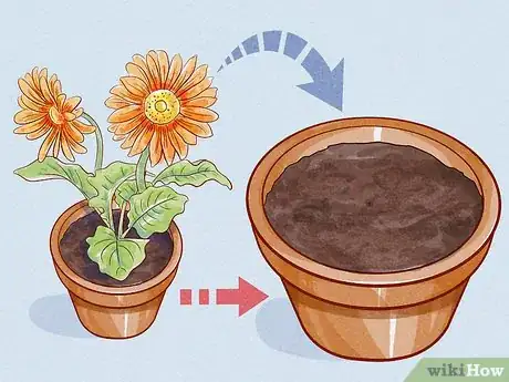 Imagen titulada Care for a Gerbera Daisy Step 7