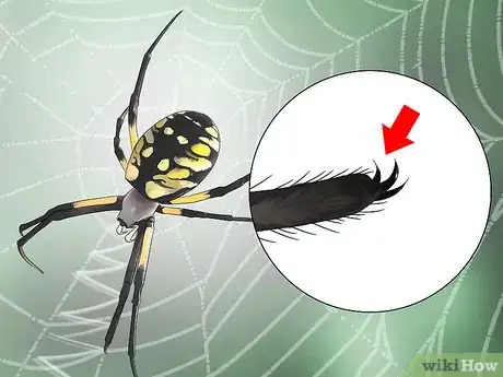 Imagen titulada Identify a Garden Spider Step 4