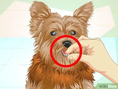Imagen titulada Keep Your Yorkie's Teeth Clean Step 6