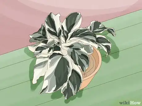 Imagen titulada Keep Variegation in Plants Step 1