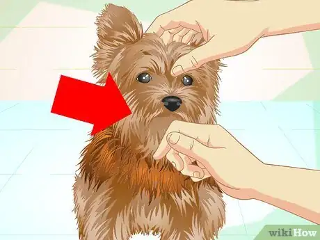 Imagen titulada Keep Your Yorkie's Teeth Clean Step 1