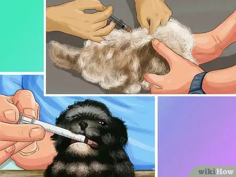 Imagen titulada Take Care of Teacup Puppies Step 6