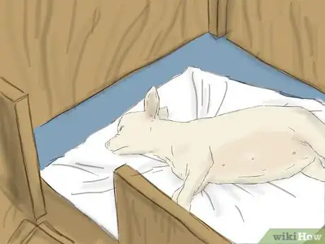 Imagen titulada Care for a Pregnant Chihuahua Step 5