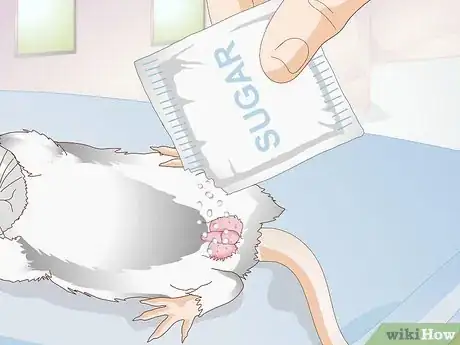 Imagen titulada Treat Mice With Penile Prolapse Step 8