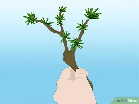 Imagen titulada Propagate Azaleas Step 12