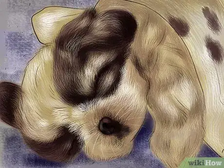 Imagen titulada Take Care of Teacup Puppies Step 2