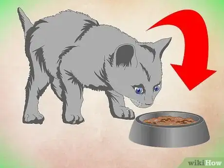 Imagen titulada Make a Kitten Like Water Step 6