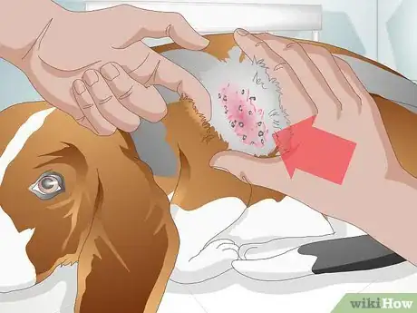 Imagen titulada Treat a Yeast Skin Infection in a Dog Step 1