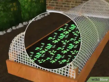 Imagen titulada Keep Birds off Your Seedlings Step 1