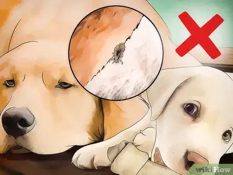 Imagen titulada Get Rid of Dog Lice Step 8