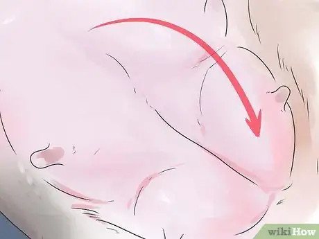 Imagen titulada Help Your Dog Whelp or Deliver Puppies Step 16