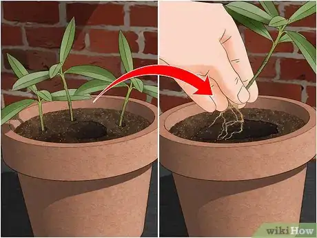 Imagen titulada Take Cuttings Step 15