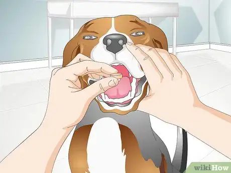 Imagen titulada Treat a Yeast Skin Infection in a Dog Step 7