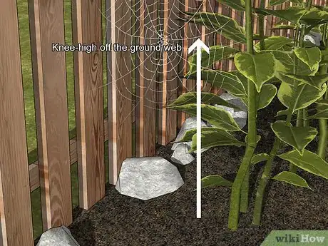 Imagen titulada Identify a Garden Spider Step 7