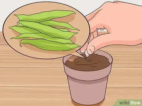 Imagen titulada Grow a Bean Plant Step 3