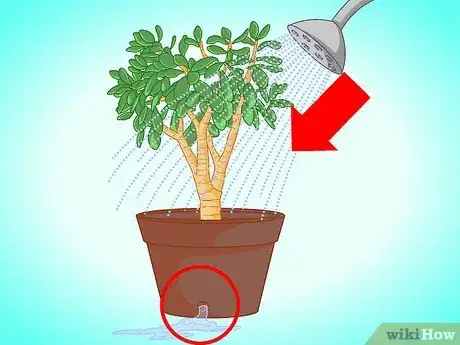Imagen titulada Transplant a Jade Plant Step 11