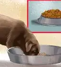hacer comida para perros