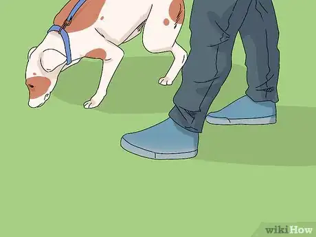Imagen titulada Build a Dog's Muscles Step 10