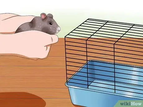 Imagen titulada Get Hamsters to Stop Fighting Step 7