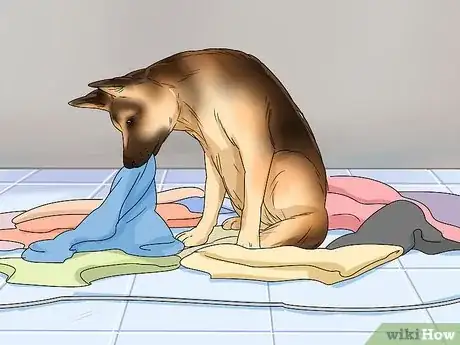 Imagen titulada Tell if a Dog Is Pregnant Step 8
